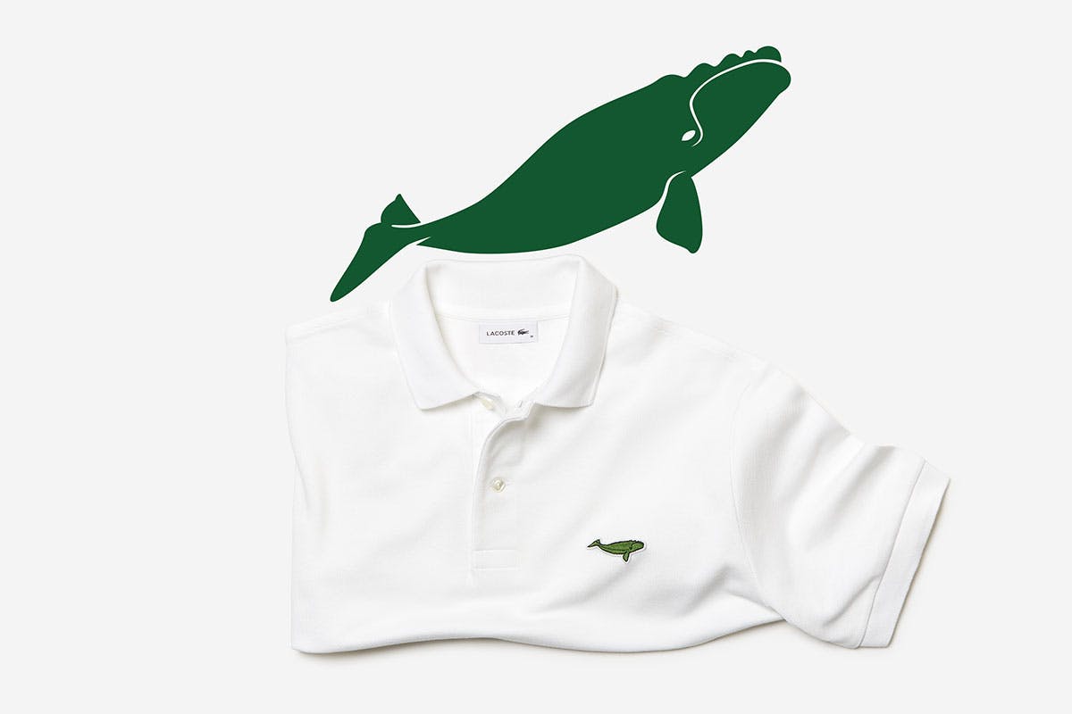 lacoste t shirt endangered